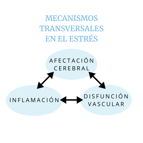 Flechas cíclicas entre "afectación cerebral", "inflamación" y "disfunción vascular"